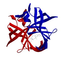 Image of CATH 1hbv