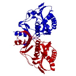 Image of CATH 1lbw