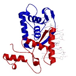 Image of CATH 1mjm