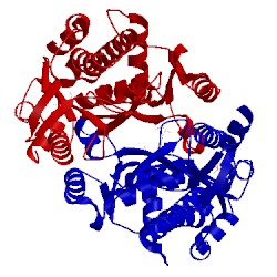 Image of CATH 1x9i