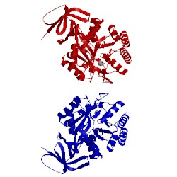 Image of CATH 1xrt