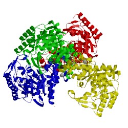 Image of CATH 2ash