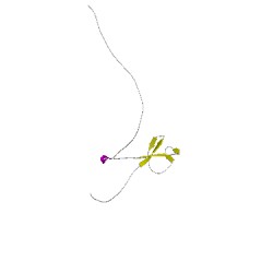 Image of CATH 2conA