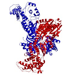 Image of CATH 2ibm