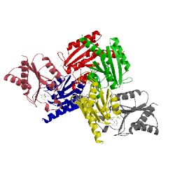 Image of CATH 2wks