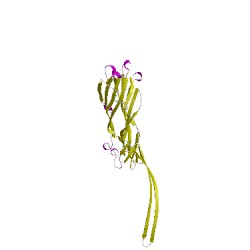 Image of CATH 3anzV00