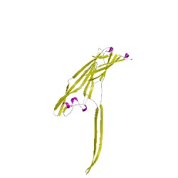 Image of CATH 4h56G