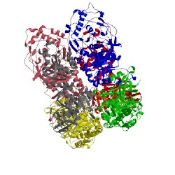 Image of CATH 4lql