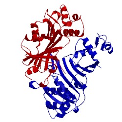 Image of CATH 4rcl