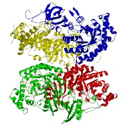 Image of CATH 4rub