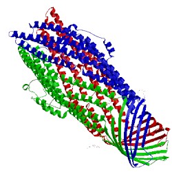 Image of CATH 5bun