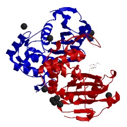 Image of CATH 5fat