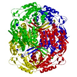 Image of CATH 5kln