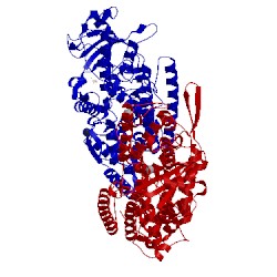 Image of CATH 5meg