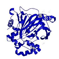 Image of CATH 5pig