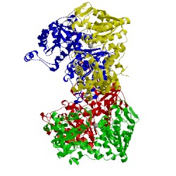 Image of CATH 13pk