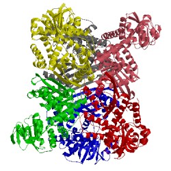 Image of CATH 1bvu