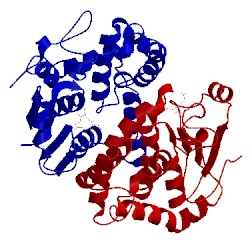 Image of CATH 1dug