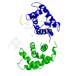 Image of CATH 1fn3