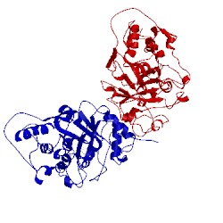 Image of CATH 1gyl