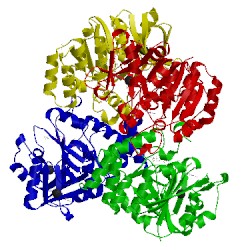 Image of CATH 1lvw