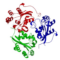 Image of CATH 1lwx