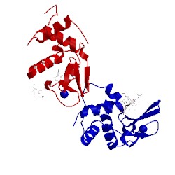 Image of CATH 1lzs