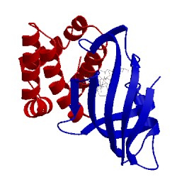 Image of CATH 1nsg