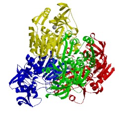 Image of CATH 1ped