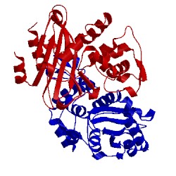 Image of CATH 1pio