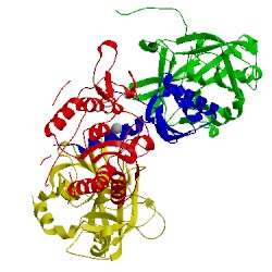 Image of CATH 1pyt