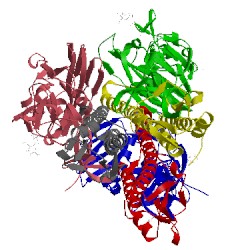 Image of CATH 1ruy