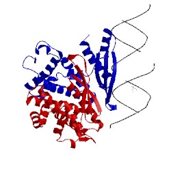 Image of CATH 1yyk