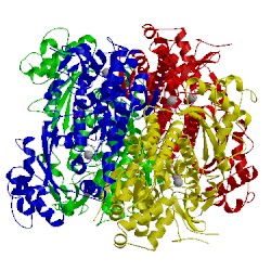 Image of CATH 4to4