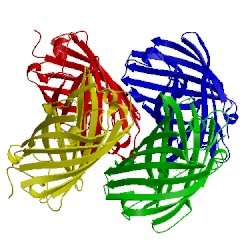 Image of CATH 4uts