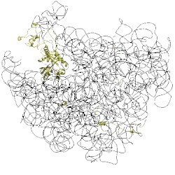 Image of CATH 5ady