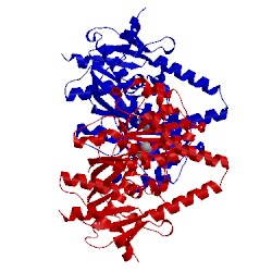 Image of CATH 5bud