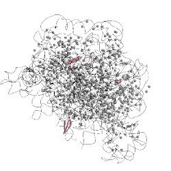 Image of CATH 5mmi